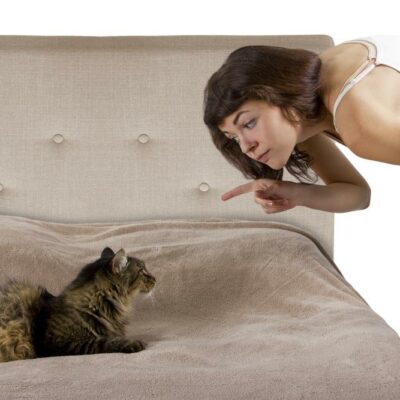 Benefits of Using Natural Cleaners for Cat Owners