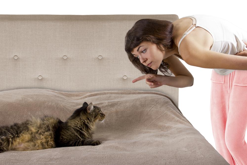 Benefits of Using Natural Cleaners for Cat Owners