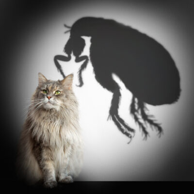 How to Treat Fleas on Cats with Natural Remedies