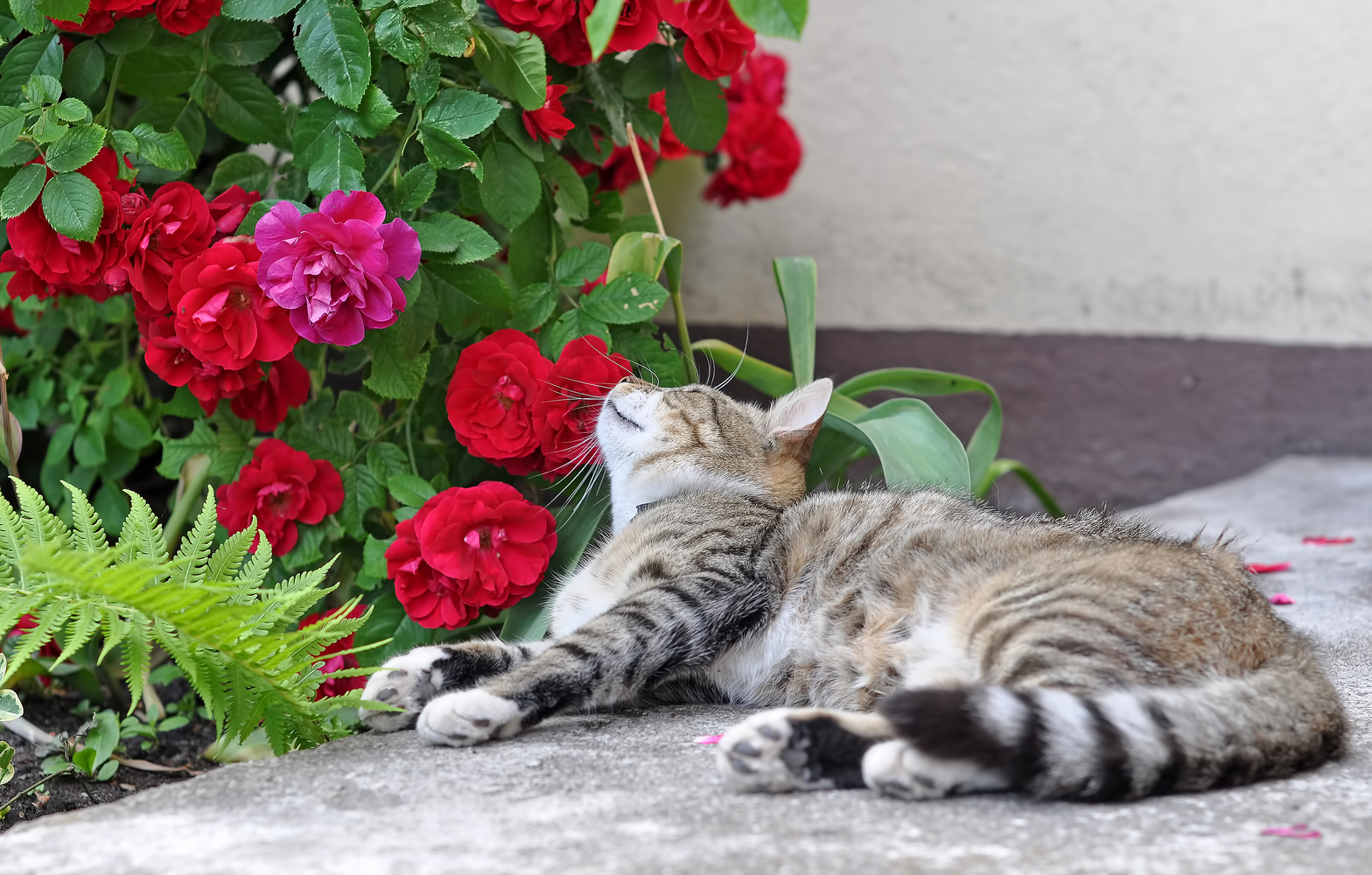 Managing Disasters Caused by Toxic Houseplants for Cats