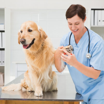 Natural Methods to Protect Pets From Rabies
