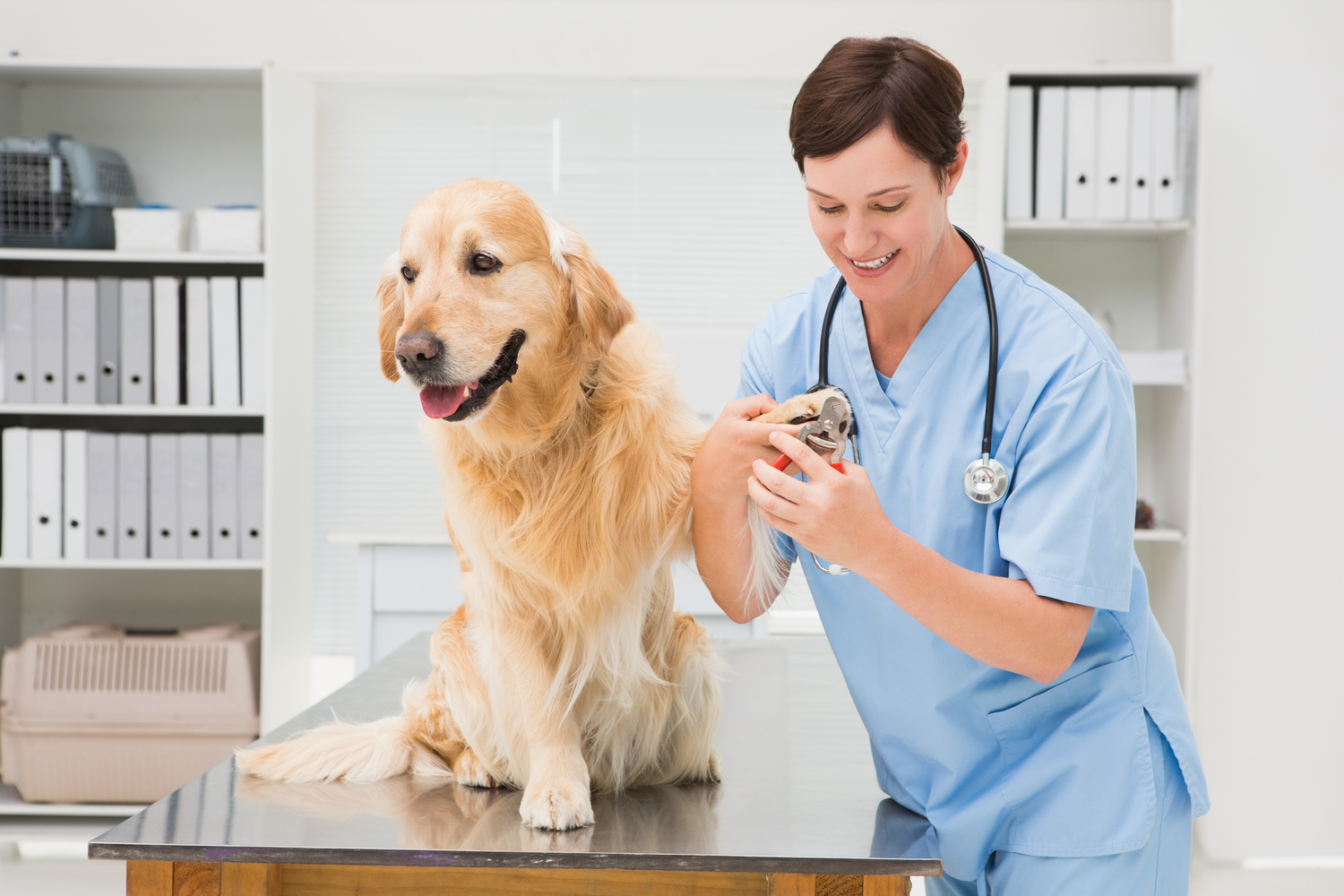 Natural Methods to Protect Pets From Rabies