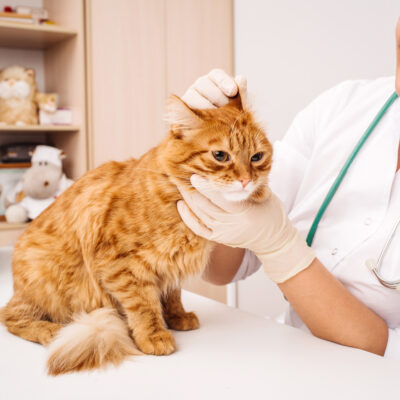 The Advantages of Buying Pet Meds Online