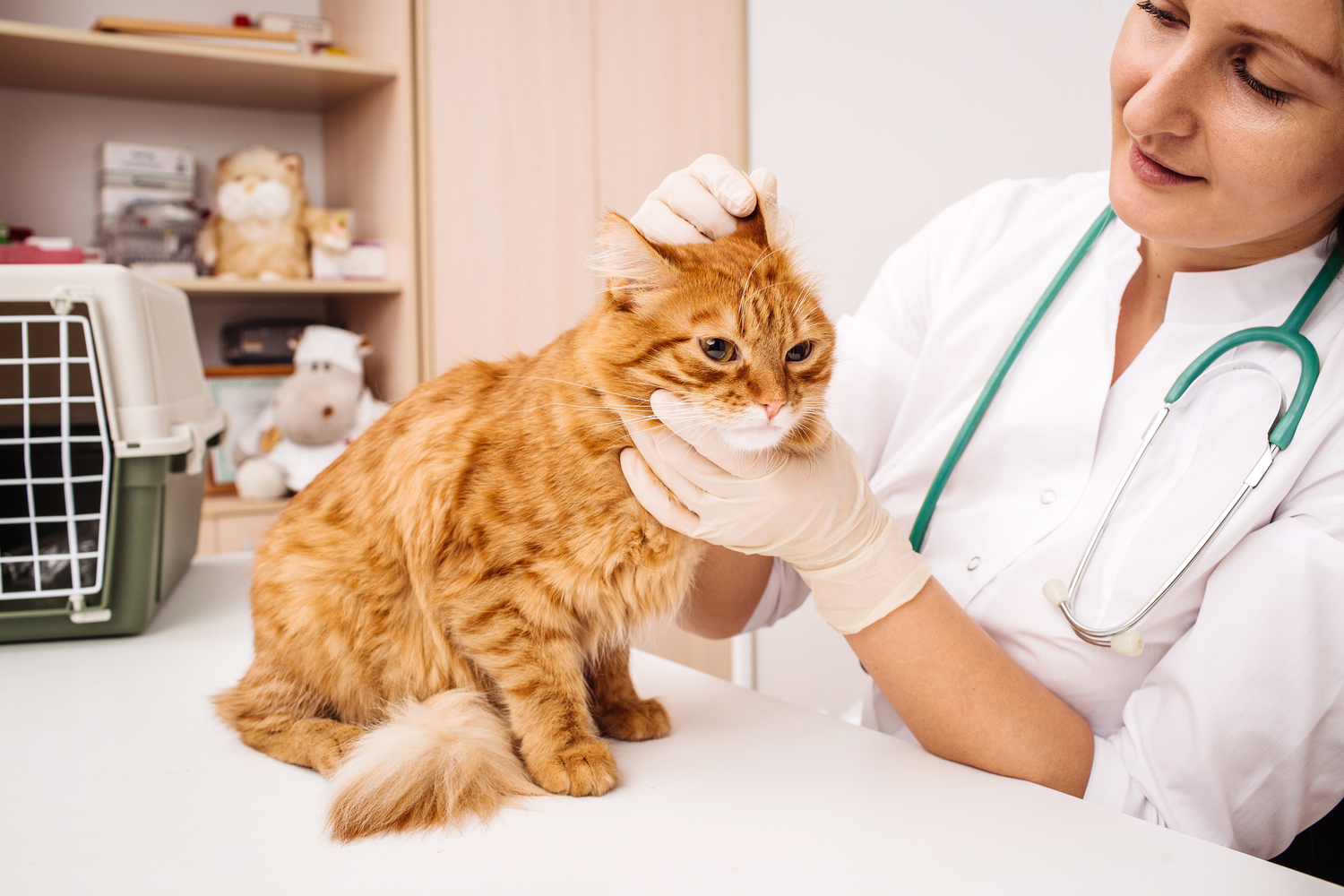 The Advantages of Buying Pet Meds Online