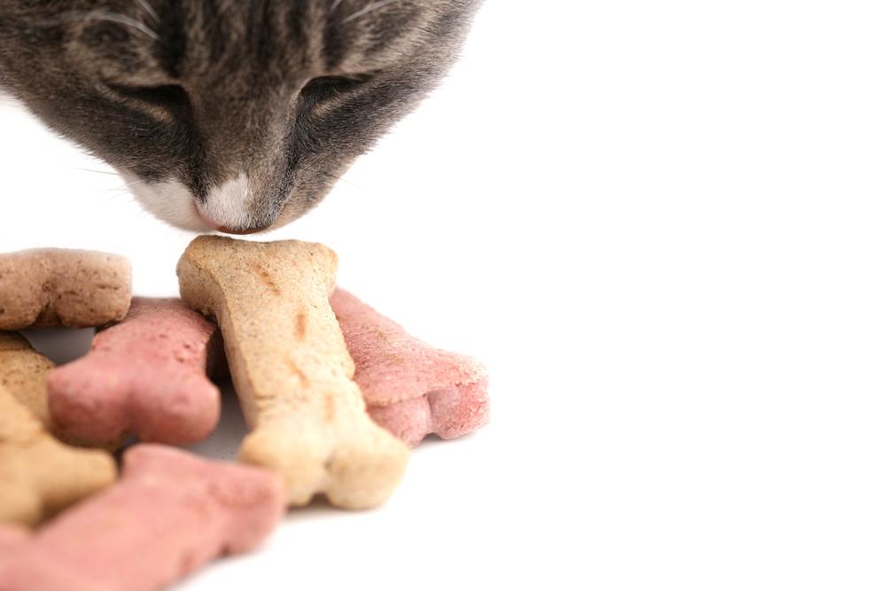 Tips on Healthy Treats for Cats