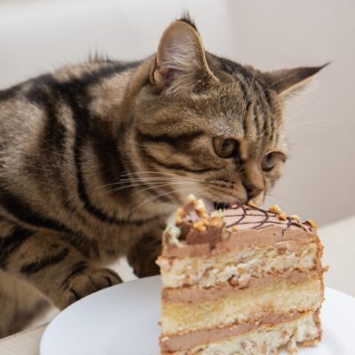 10 Toxic Foods for Cats