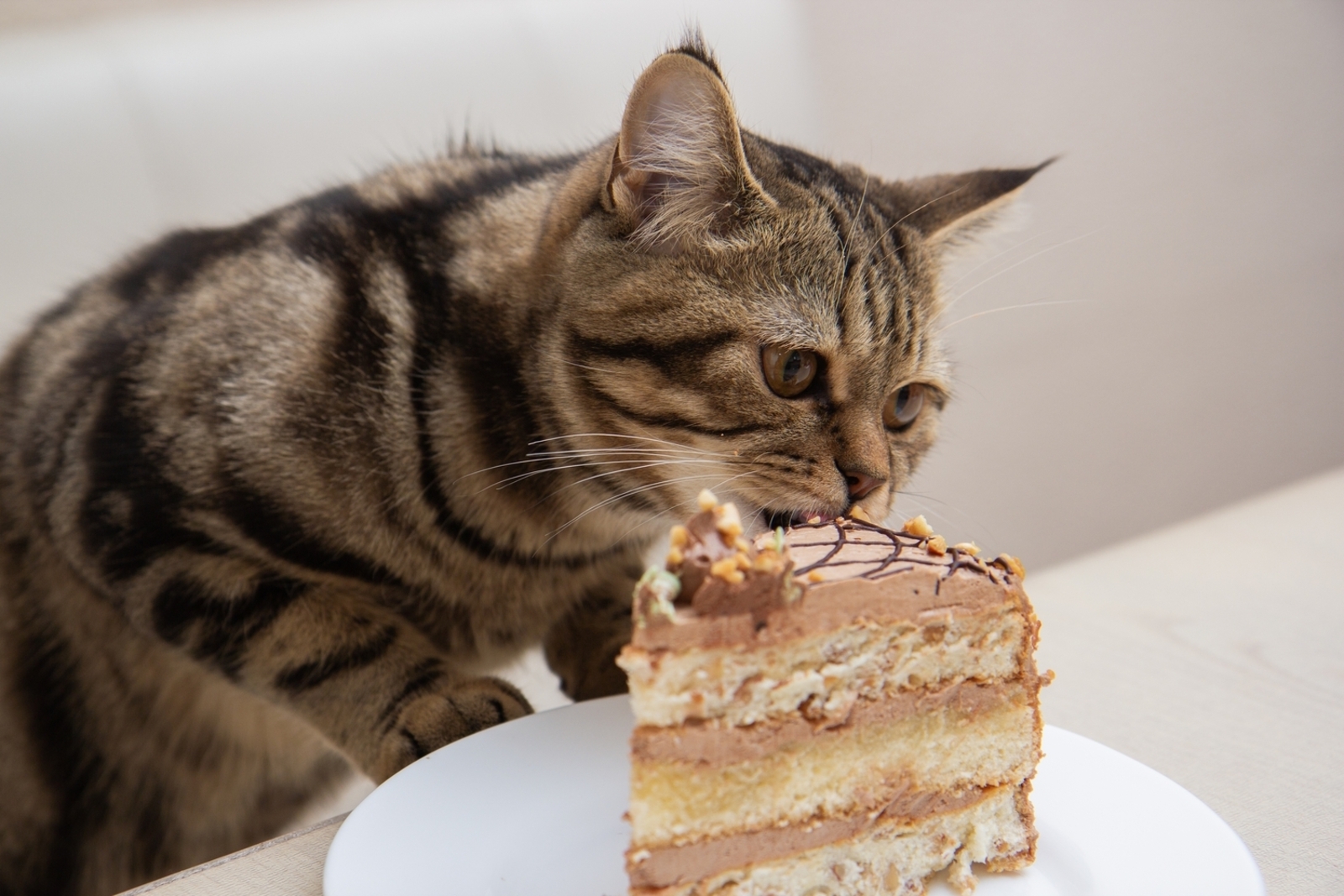 10 Toxic Foods for Cats